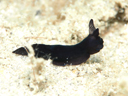 Gymnodoris nigricolor