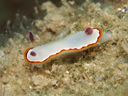 Goniobranchus rubrocornuta