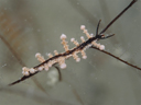 Eubranchus sp. 8