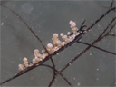 Eubranchus sp. 8