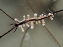 Eubranchus sp. 8