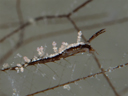 Eubranchus sp. 8