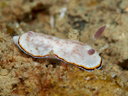 Goniobranchus fabulus