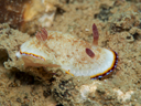 Goniobranchus preciosus