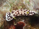 Goniobranchus geometrica