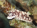 Goniobranchus geometrica