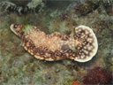 Goniobranchus geometrica