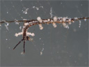 Eubranchus sp. 8