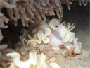 Glossodoris pallida